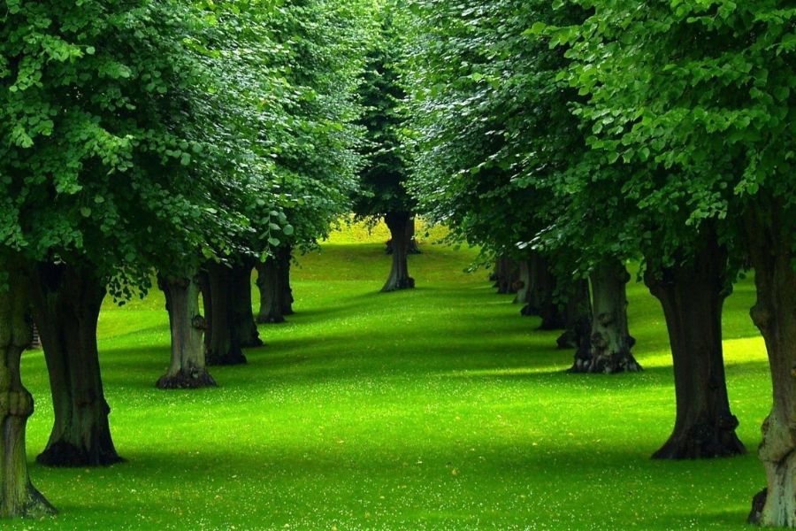 Hình ảnh cây xanh thiên nhiên