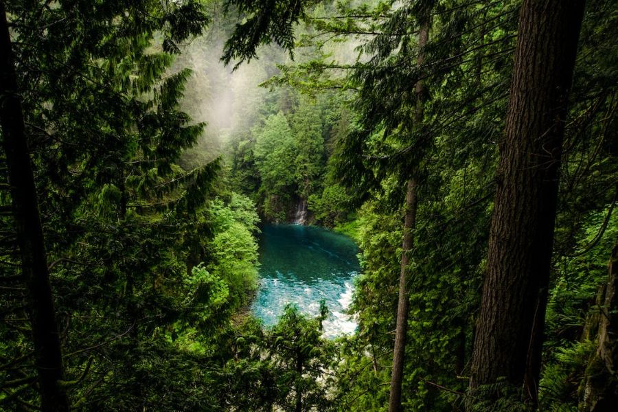 Hình ảnh rừng xanh thiên nhiên