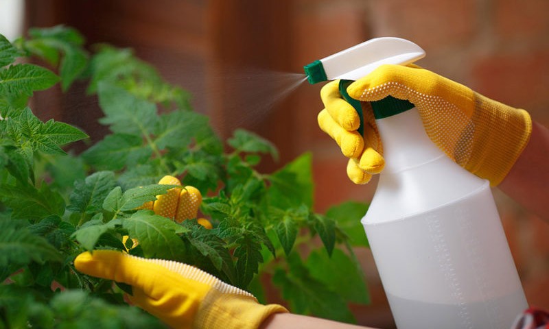 mẫu sân vườn trước nhà đẹp