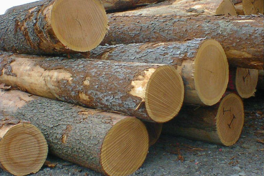 Cây gỗ sồi sau khi khai thác