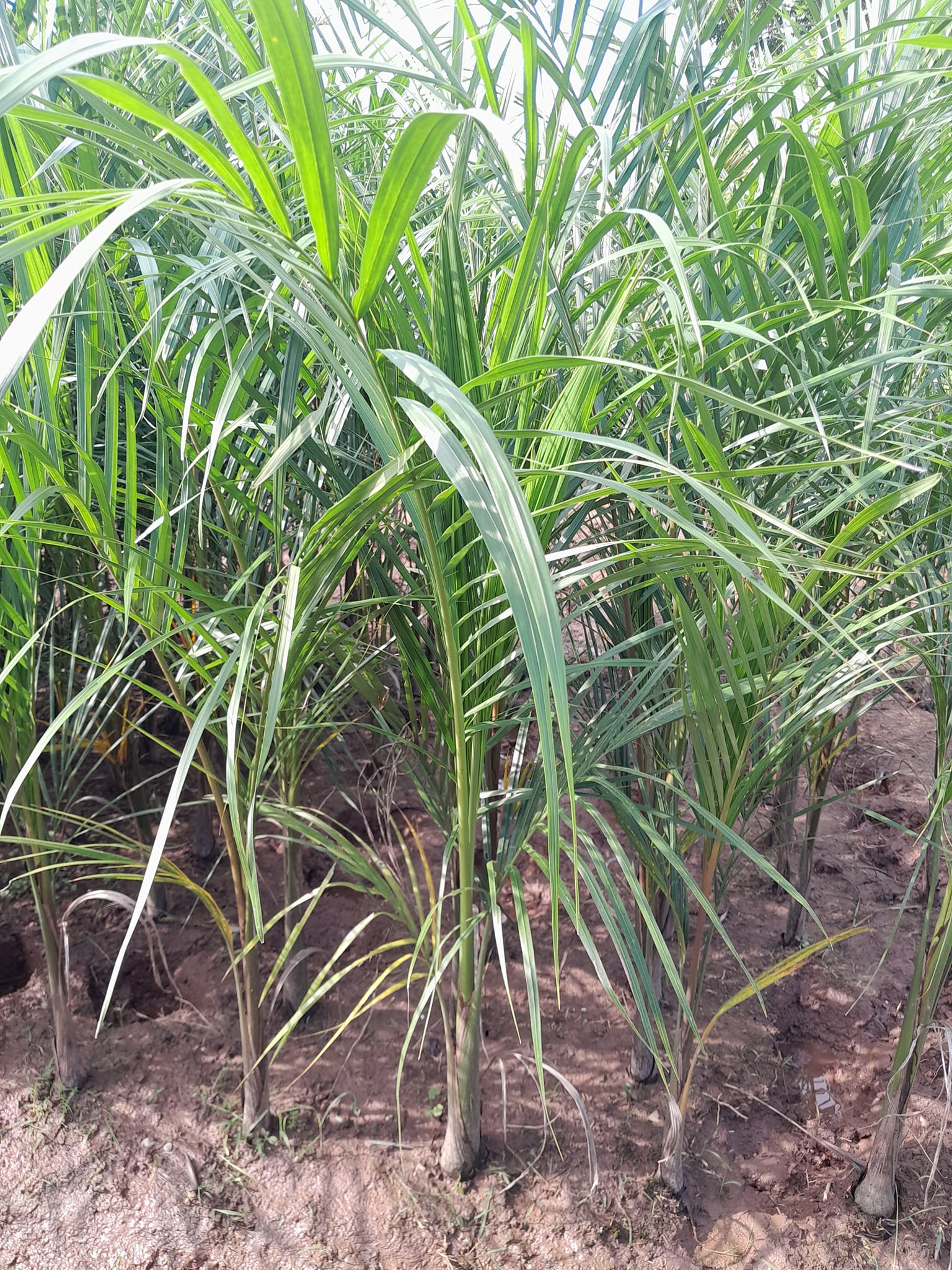 trồng cây cau giống bằng cây con