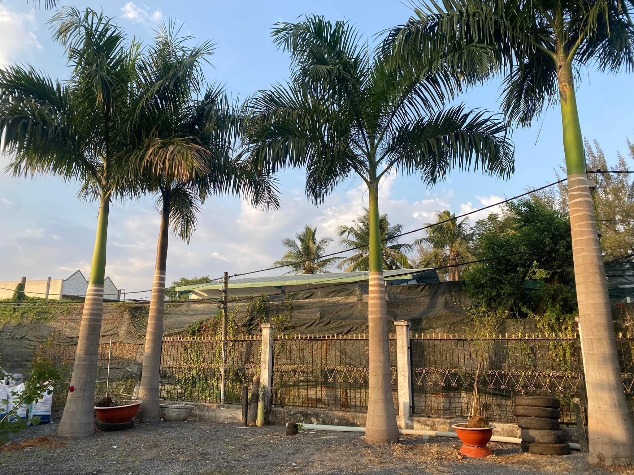 cây cau vua đài loan