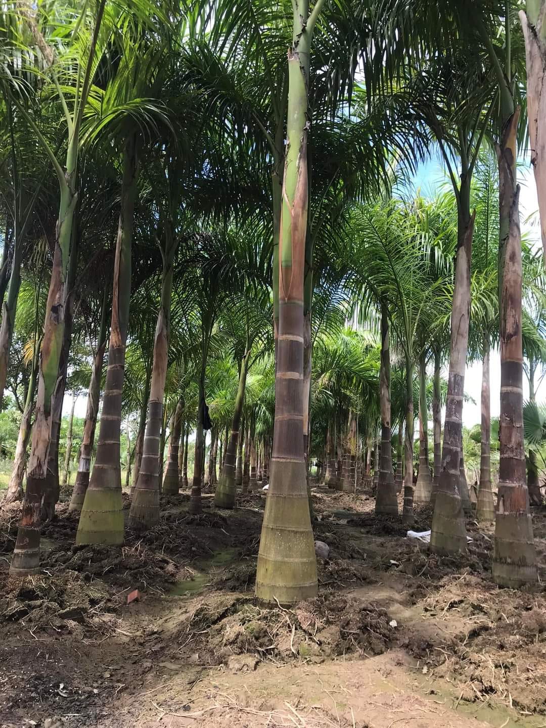 cây cau vua có nguồn gốc từ phía nam Florida, mexico