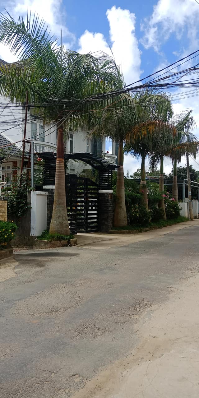 nên trồng cây cau vua trước nhà