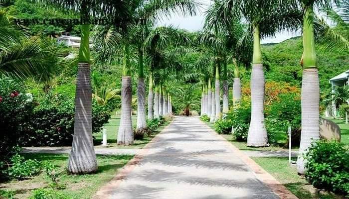 cây cau được trồng